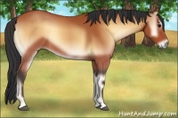 Horse Color:Bay Onyx