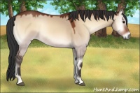 Horse Color:Bay Onyx 