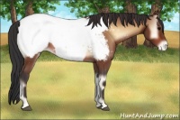 Horse Color:Bay Onyx Appaloosa 