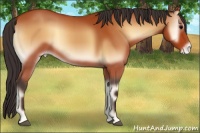 Horse Color:Bay Onyx Appaloosa 