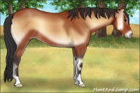 Horse Color:Bay Onyx 