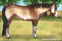Horse Color:Bay Onyx Frame Appaloosa 