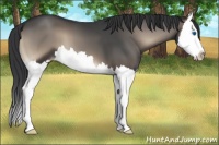 Horse Color:Blue Onyx Splash