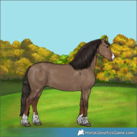 Horse Color:Liver Red Dun 