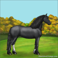 Horse Color:Black 