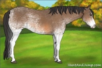 Horse Color:White Spotted Buckskin