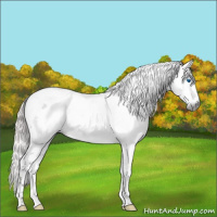 Horse Color:Gray Silver Black Splash Tobiano 