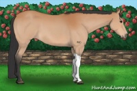 Horse Color:Bay Roan 