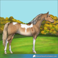 Horse Color:Gray Chocolate Palomino Dun Tobiano Rabicano 