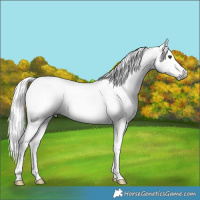 Horse Color:Gray Chocolate Palomino Dun Tobiano Rabicano 