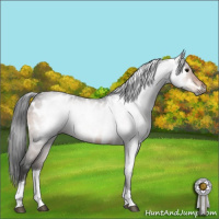 Horse Color:Gray Bay Tobiano Appaloosa Rabicano 