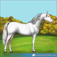 Horse Color:Gray Chocolate Palomino Dun Tobiano Appaloosa Rabicano 