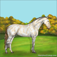Horse Color:Buckskin Roan Dun Appaloosa 