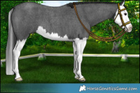 Horse Color:Blue Roan Splash 