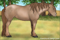 Horse Color:Liver Chestnut Pearl