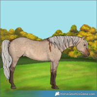 Horse Color:Silver Brown Dun 