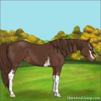 Horse Color:Gray White Spotted Chestnut Appaloosa