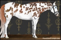 Horse Color:Liver Chestnut Splash Near Leopard 
