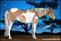 Horse Color:White Spotted Silver Brown Dun Tobiano