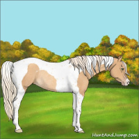 Horse Color:Gold Cream Champagne Tobiano Rabicano 
