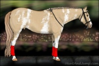 Horse Color:White Spotted Chocolate Palomino Dun Appaloosa 