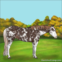 Horse Color:Liver Chestnut Sabino Splash Rabicano 