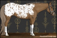 Horse Color:Chocolate Palomino Appaloosa