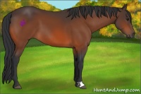 Horse Color:Brown 