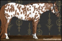 Horse Color:Chestnut Appaloosa 