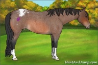Horse Color:Bay Roan Varnish 