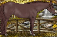 Horse Color:Chocolate Black Chinchilla 