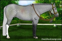 Horse Color:Silver Grullo Chinchilla