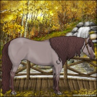 Horse Color:Chocolate Grullo Chinchilla 