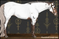 Horse Color:Silver Black Appaloosa