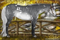 Horse Color:White Spotted Silver Brown Chinchilla