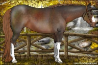 Horse Color:Liver Chestnut 