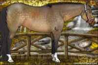 Horse Color:Buckskin Dun 