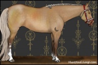 Horse Color:Silver Buckskin Dun Sabino