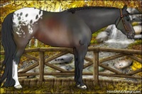 Horse Color:Brown Appaloosa
