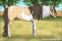 Horse Color:Amber Cream Champagne Tobiano 