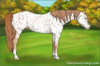 Horse Color:Gold Champagne Appaloosa