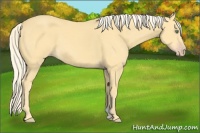 Horse Color:Gold Cream Champagne