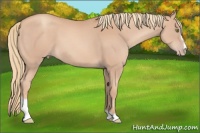 Horse Color:Gold Champagne Sabino 