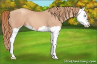 Horse Color:Gold Champagne Splash 
