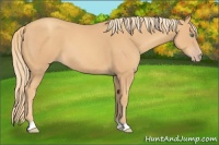 Horse Color:Gold Champagne 