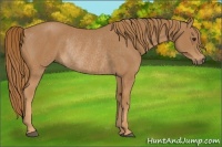 Horse Color:Chestnut Rabicano 