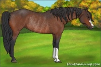 Horse Color:Bay Rabicano 