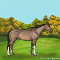 Horse Color:Bay Dun 