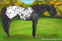 Horse Color:Blue Roan Appaloosa 