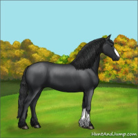 Horse Color:Black 